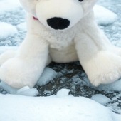 Avis à nos connaisseurs, qui sera le/la premier.e à avoir connaître la réponse ? 😏
Contrairement à mes cousins de l'Arctique, je déteste l'eau glacée et je préfère le confort du canapé. Qui suis-je ?
🔹 Flocon
🔹Raja
🔹 Glacière

ɐɾɐᴚ : ǝsuodǝᴚ

#pelucho