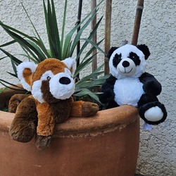 Un gang de pandas 🐼😆
Dans leur milieu naturel, entourés de bambous 🌿🫶

Vous êtes team pandas roux ou panda noirs et blancs ? 😁

#pandas #naturopathie #douleurs #douceur #chaleur #naturopathie #pharmacies #toutpourmonbebe #ideecadeau #ideecadeaunaissance